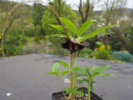 Arisaema urashima